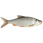 Pescados y Mariscos Pescados y Mariscos